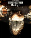 Vincent, S.E., B.R. Moon, A. Herrel and N.J. Kley (2007) Are ontogenetic shifts in diet linked to shifts in feeding mechanics? Scaling of the feeding system in the banded watersnake, Nerodia fasciata. J. Exp. Biol. 210: 2057-2069